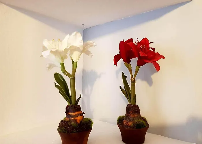 Apartamento Cortadura Beach